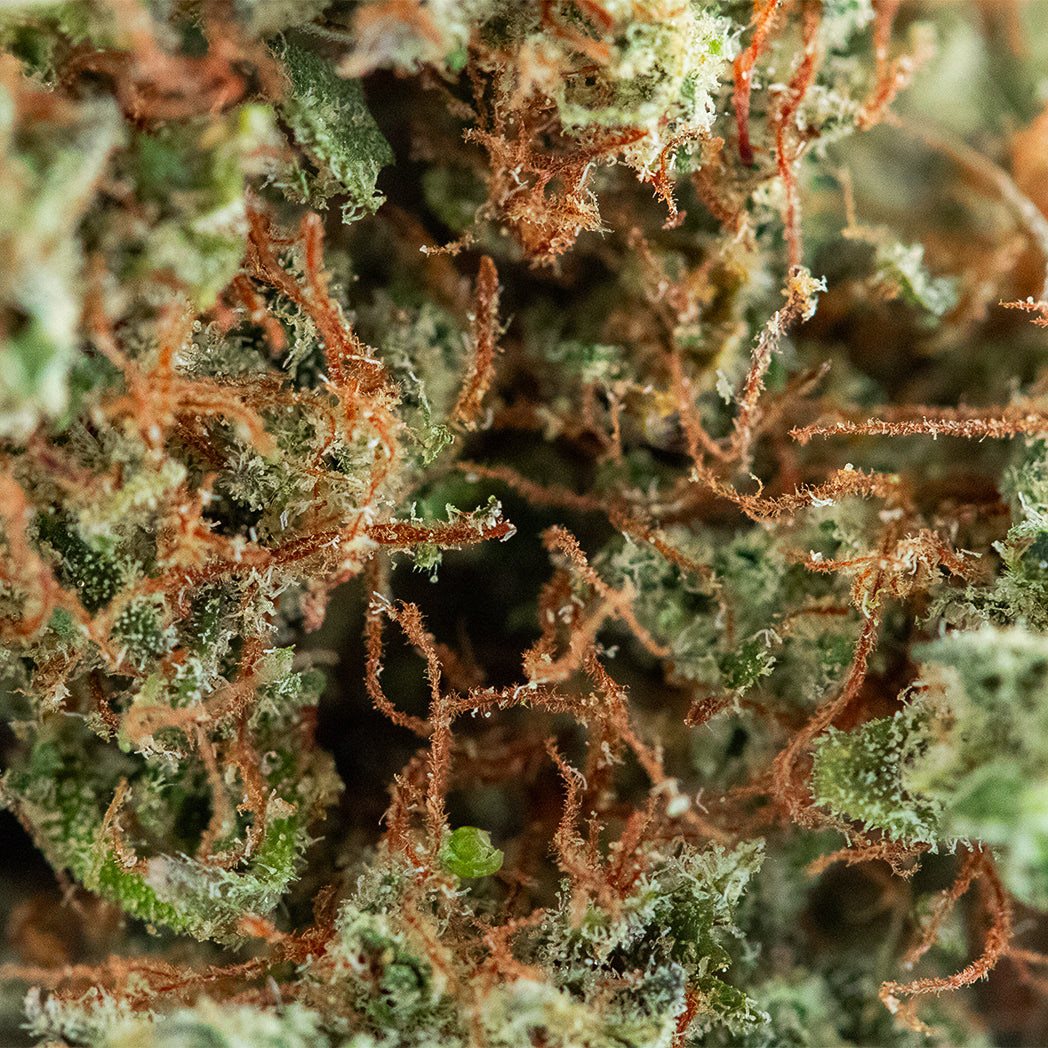 Spliff ® - Bruce Banner CBD - Macro_bruce_Baner-2